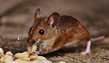 24 Hour & Emergency Exterminators in Guilford Courthouse National, NC